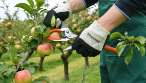 découvrez notre guide pratique pour tailler efficacement vos arbres fruitiers et optimiser leur croissance ainsi que leur production de fruits.